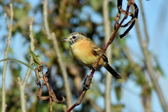 Polystictus pectoralis
