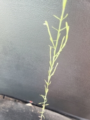 Hypericum drummondii