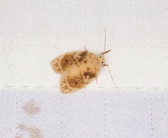 Schistophleps bipuncta