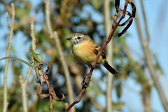 Polystictus pectoralis