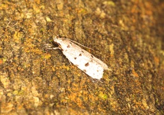 Autosticha calceata