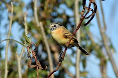 Polystictus pectoralis