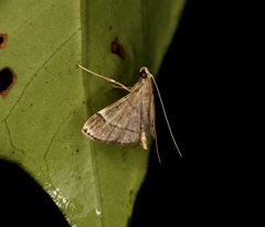 Cangetta hartoghialis