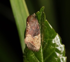 Elusa antennata