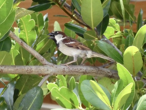 Passer domesticus image