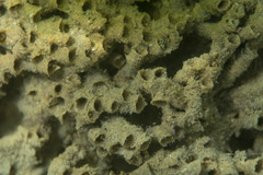 Sabellaria spinulosa