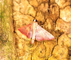 Endotricha olivacealis