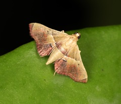 Endotricha repandalis