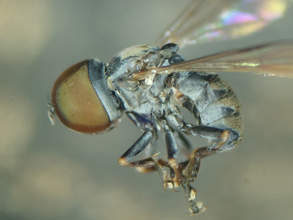 Eudorylas fuscipes