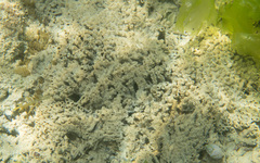 Sabellaria spinulosa