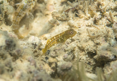 Microlipophrys canevae