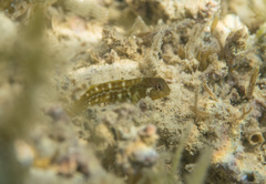 Microlipophrys canevae