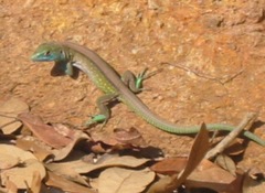 Cnemidophorus ruatanus