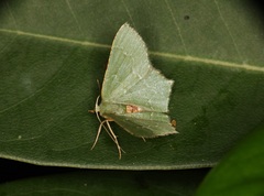 Hemithea marina
