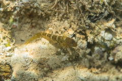 Microlipophrys canevae