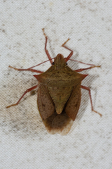 Euschistus ictericus