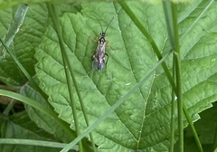 Tenthredopsis stigma