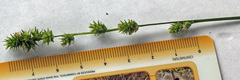Carex sparganioides