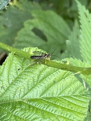 Tenthredopsis stigma