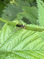Tenthredopsis stigma