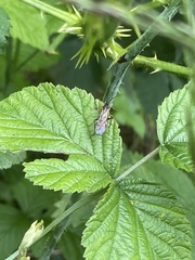 Tenthredopsis stigma