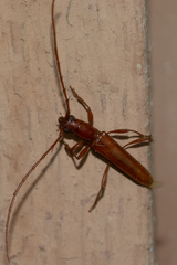 Aneflomorpha seminuda