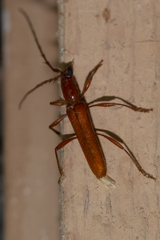 Aneflomorpha seminuda