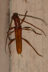 Aneflomorpha seminuda