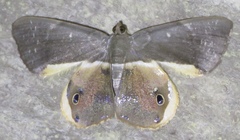 Opisthoxia