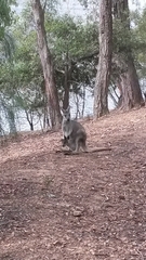 Osphranter robustus robustus