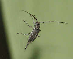 Graphisurus fasciatus