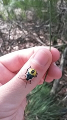 Commius elegans