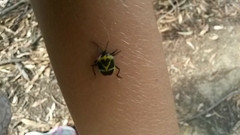 Commius elegans