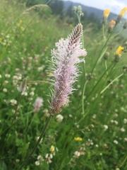 Plantago media