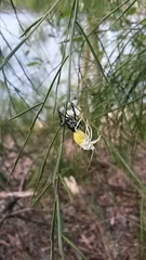Commius elegans