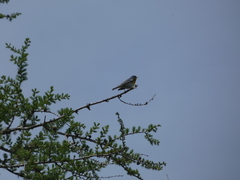 Setophaga americana image