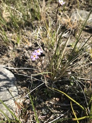 Primula mistassinica