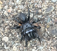 Sphodros niger