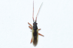 Teratocoris