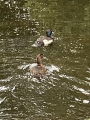Aythya fuligula