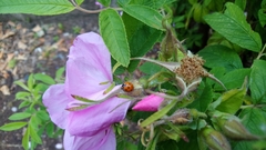 Coccinella septempunctata