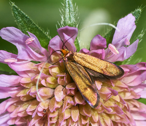 Buožaininė Ilgaūsė Makštinė Kandis nuotrauka