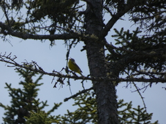 Leiothlypis ruficapilla image