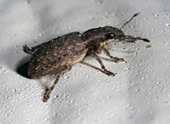 Sitona californius