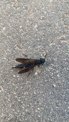 Tremex magus
