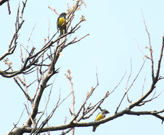 Dicaeum melanozanthum