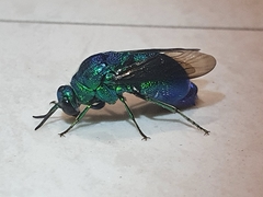 Stilbum