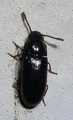 Pharaxonotha kirschii