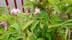 Coccinella septempunctata