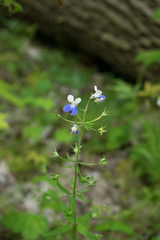Collinsia verna